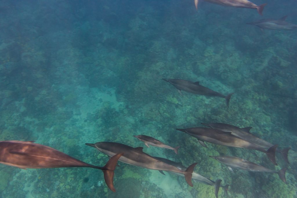 Spinner Dolphins