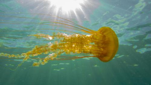 Monterey Bay - Jelly