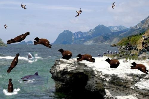 beardiving7bz